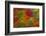 Harlequin Macaw Wing Feather Design-Darrell Gulin-Framed Photographic Print