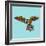 Harlequin Parrot-Sharon Turner-Framed Art Print