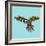 Harlequin Parrot-Sharon Turner-Framed Art Print