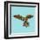 Harlequin Parrot-Sharon Turner-Framed Art Print