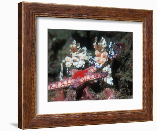 Harlequin Shrimp, Male and Female with Starfish Prey, Andaman Sea, Thailand-Georgette Douwma-Framed Premium Photographic Print