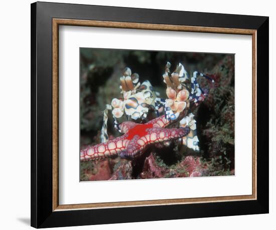 Harlequin Shrimp, Male and Female with Starfish Prey, Andaman Sea, Thailand-Georgette Douwma-Framed Premium Photographic Print