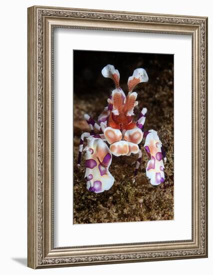 harlequin shrimp on sea floor, mexico, pacific ocean-claudio contreras-Framed Photographic Print