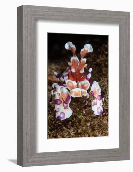 harlequin shrimp on sea floor, mexico, pacific ocean-claudio contreras-Framed Photographic Print