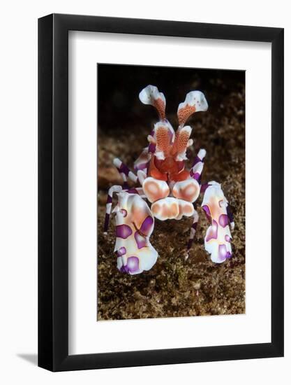 harlequin shrimp on sea floor, mexico, pacific ocean-claudio contreras-Framed Photographic Print