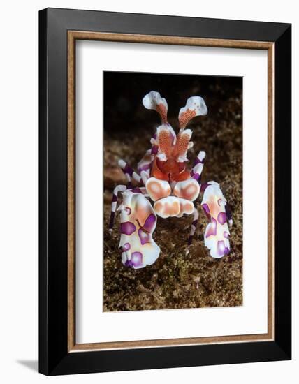 harlequin shrimp on sea floor, mexico, pacific ocean-claudio contreras-Framed Photographic Print
