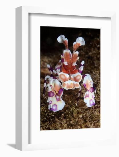 harlequin shrimp on sea floor, mexico, pacific ocean-claudio contreras-Framed Photographic Print