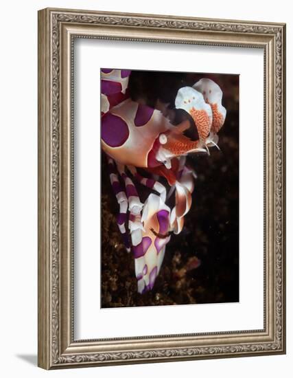 harlequin shrimp on sea floor, mexico, pacific ocean-claudio contreras-Framed Photographic Print