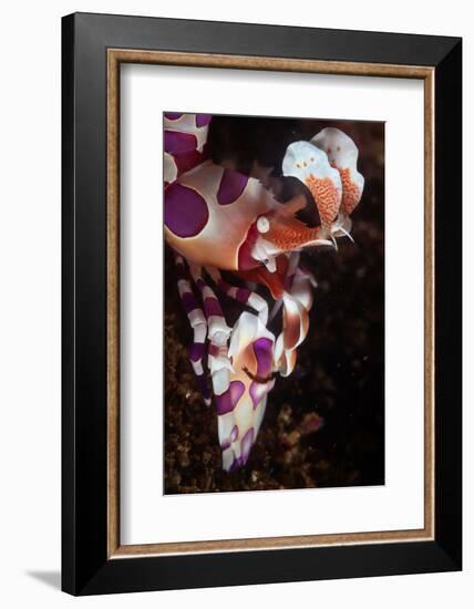 harlequin shrimp on sea floor, mexico, pacific ocean-claudio contreras-Framed Photographic Print