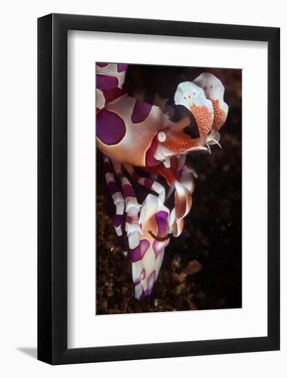 harlequin shrimp on sea floor, mexico, pacific ocean-claudio contreras-Framed Photographic Print