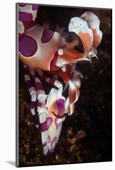harlequin shrimp on sea floor, mexico, pacific ocean-claudio contreras-Mounted Photographic Print