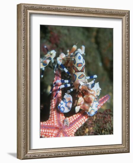 Harlequin Shrimp, Starfish Prey, Upside Down to Prevent It from Escaping, Andaman Sea, Thailand-Georgette Douwma-Framed Photographic Print