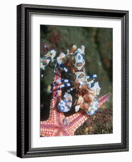 Harlequin Shrimp, Starfish Prey, Upside Down to Prevent It from Escaping, Andaman Sea, Thailand-Georgette Douwma-Framed Photographic Print