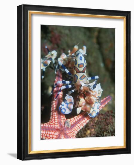 Harlequin Shrimp, Starfish Prey, Upside Down to Prevent It from Escaping, Andaman Sea, Thailand-Georgette Douwma-Framed Photographic Print