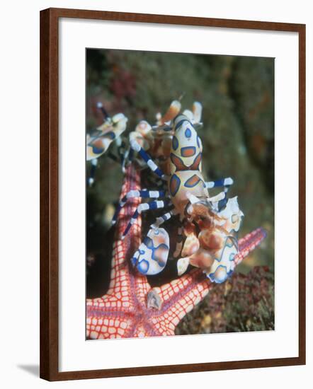 Harlequin Shrimp, Starfish Prey, Upside Down to Prevent It from Escaping, Andaman Sea, Thailand-Georgette Douwma-Framed Photographic Print