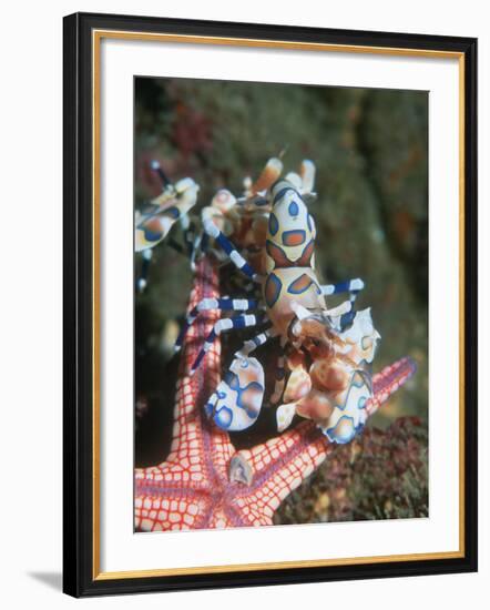 Harlequin Shrimp, Starfish Prey, Upside Down to Prevent It from Escaping, Andaman Sea, Thailand-Georgette Douwma-Framed Photographic Print