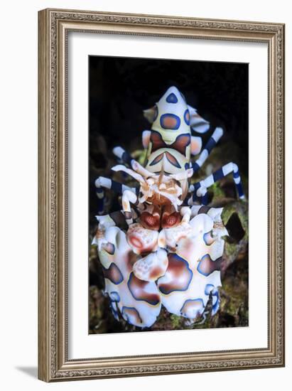 Harlequin Shrimp-Barathieu Gabriel-Framed Giclee Print