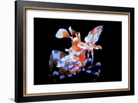 Harlequin Shrimp-Barathieu Gabriel-Framed Giclee Print