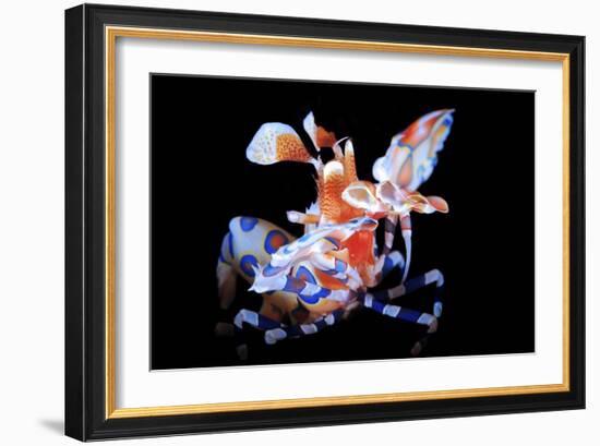 Harlequin Shrimp-Barathieu Gabriel-Framed Giclee Print