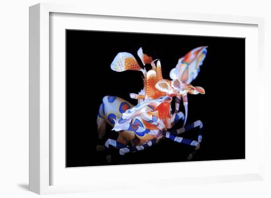 Harlequin Shrimp-Barathieu Gabriel-Framed Giclee Print