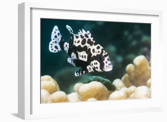 Harlequin Sweetlips-Georgette Douwma-Framed Photographic Print