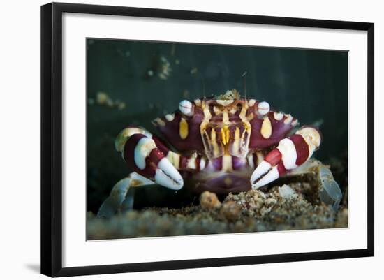 Harlequin Swimming Crab, Sulawesi, Indonesia-null-Framed Photographic Print