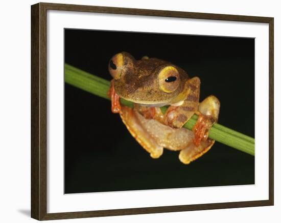 Harlequin Tree Frog on Stem of Rainforest Plant, Danum Valley, Sabah, Borneo-Tony Heald-Framed Photographic Print