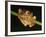 Harlequin Tree Frog on Stem of Rainforest Plant, Danum Valley, Sabah, Borneo-Tony Heald-Framed Photographic Print