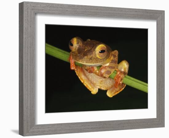 Harlequin Tree Frog on Stem of Rainforest Plant, Danum Valley, Sabah, Borneo-Tony Heald-Framed Photographic Print