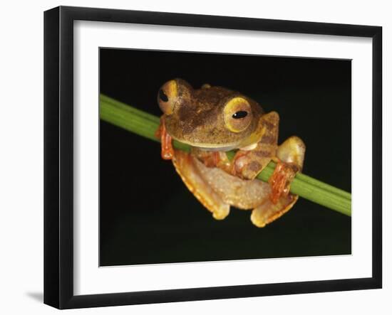 Harlequin Tree Frog on Stem of Rainforest Plant, Danum Valley, Sabah, Borneo-Tony Heald-Framed Photographic Print