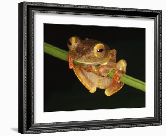 Harlequin Tree Frog on Stem of Rainforest Plant, Danum Valley, Sabah, Borneo-Tony Heald-Framed Photographic Print