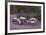 Harley Davidson Electra 1200c 1967-Forlag Hakan Eriksson-Framed Art Print