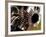 Harley Davidson Motorbike, June 1998-null-Framed Photographic Print