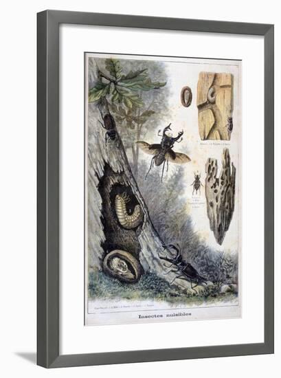 Harmful Insects, 1897-F Meaulle-Framed Giclee Print