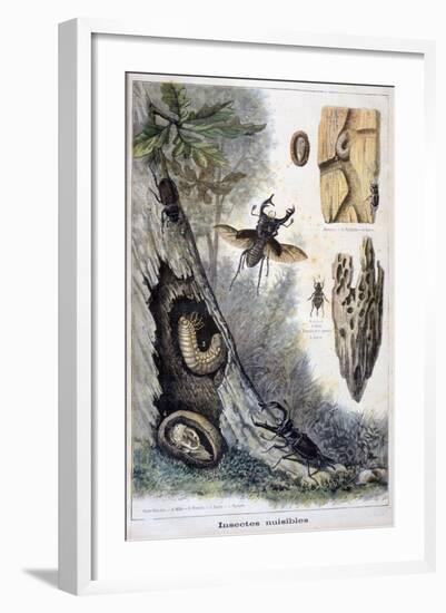 Harmful Insects, 1897-F Meaulle-Framed Giclee Print