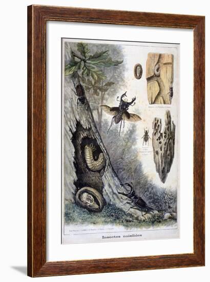 Harmful Insects, 1897-F Meaulle-Framed Giclee Print