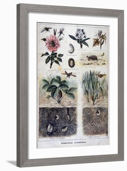 Harmful Insects, 1897-F Meaulle-Framed Giclee Print