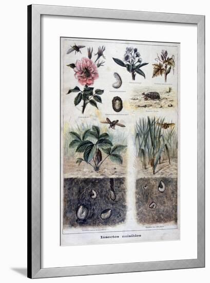 Harmful Insects, 1897-F Meaulle-Framed Giclee Print