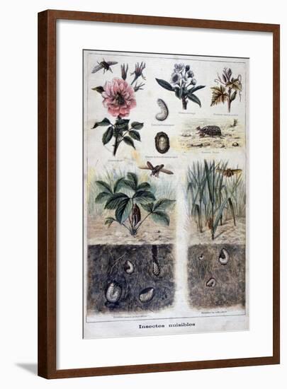 Harmful Insects, 1897-F Meaulle-Framed Giclee Print