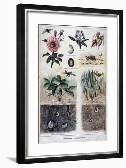 Harmful Insects, 1897-F Meaulle-Framed Giclee Print