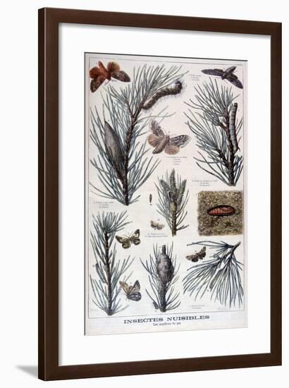 Harmful Insects: Butterflies and Moths That Damage Pine Trees, 1897-A Clement-Framed Giclee Print