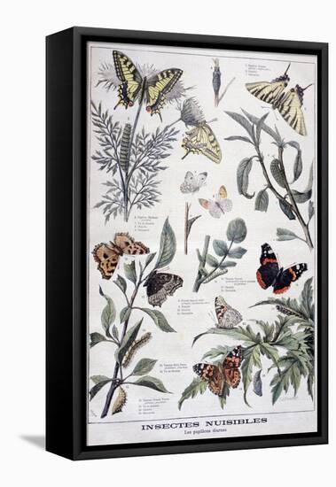 Harmful Insects: Daylight Butterflies, 1897-F Meaulle-Framed Premier Image Canvas
