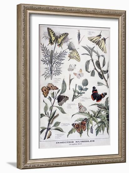 Harmful Insects: Daylight Butterflies, 1897-F Meaulle-Framed Giclee Print