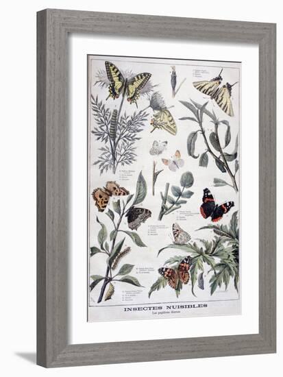 Harmful Insects: Daylight Butterflies, 1897-F Meaulle-Framed Giclee Print