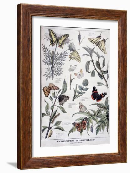 Harmful Insects: Daylight Butterflies, 1897-F Meaulle-Framed Giclee Print