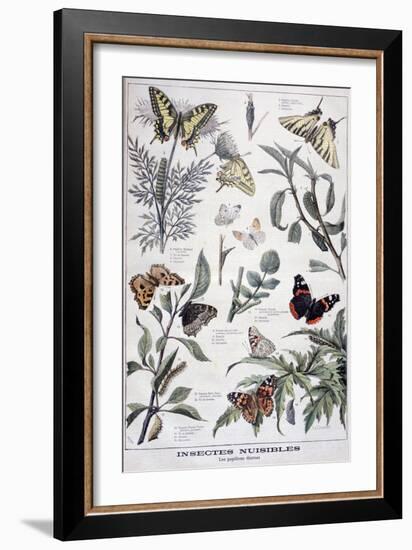 Harmful Insects: Daylight Butterflies, 1897-F Meaulle-Framed Giclee Print