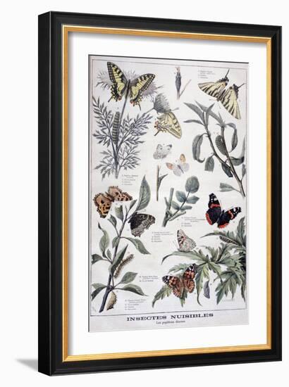 Harmful Insects: Daylight Butterflies, 1897-F Meaulle-Framed Giclee Print