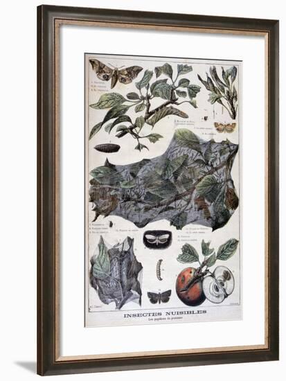 Harmful Insects: Moths That Damage Apple Trees, 1897-F Meaulle-Framed Giclee Print