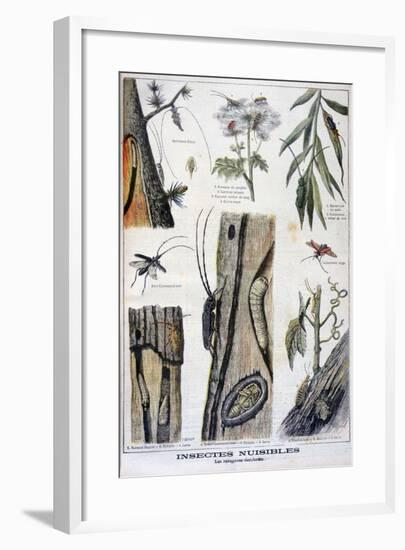 Harmful Insects That are Destructive to Forests, 1897-A Clement-Framed Giclee Print