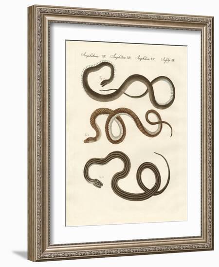 Harmless Snake-null-Framed Giclee Print